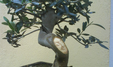Bonsais tallados