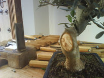 Bonsai de olivo16