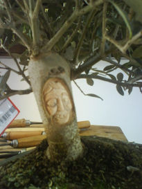 Bonsai de olivo17