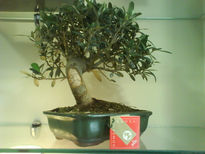 Bonsai de olivo18