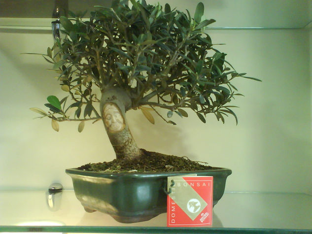 Bonsai de olivo18 