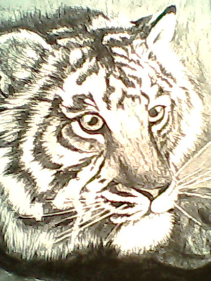 tigre 