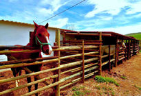 Caballo de montar