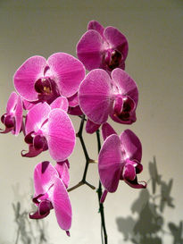 Orquídeas 1