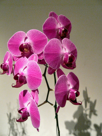 Orquídeas 1 