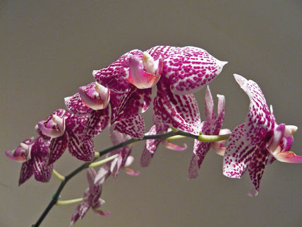 Orquídeas 2