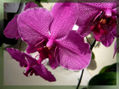 Orquídeas 3