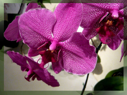 Orquídeas 3