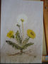 Flor / Blume 2