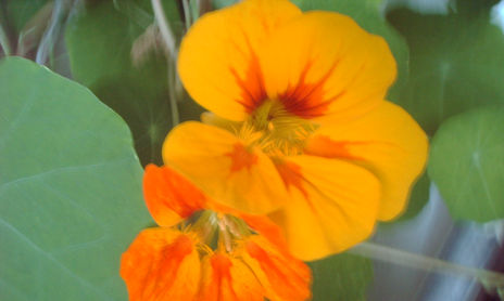 AMARILLAS