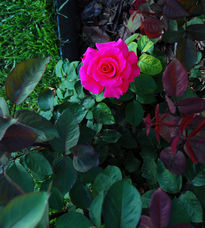 Rosaleda