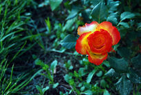 Rosaleda