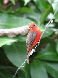 Pajaro rojo