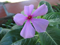 Flor  morada