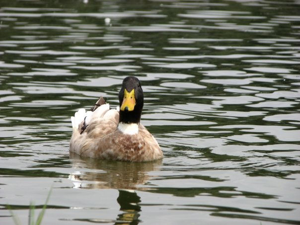 SUAVE  PASEO POR  MI CASA Naturaleza Color (Digital)