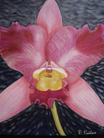 Orquídea rosa