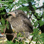 Aves argentinas thumbnail 2