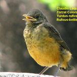 Aves argentinas thumbnail 1