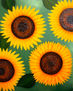 GIRASOLES