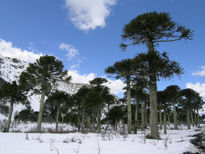 Araucarias