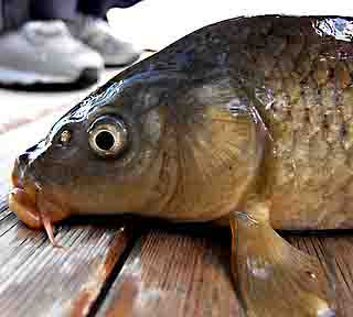 Un poquito de pesca
