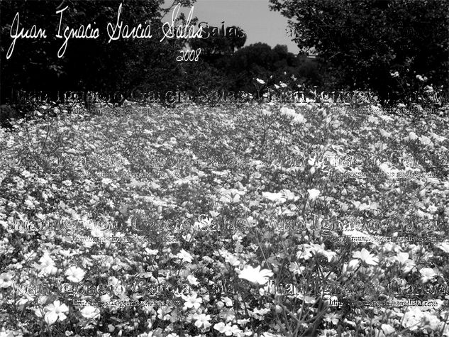 flores silvestres Naturaleza Blanco y Negro (Digital)