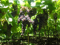 Uvas brasieiras