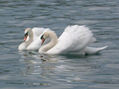 CISNE LAGO ZURICH