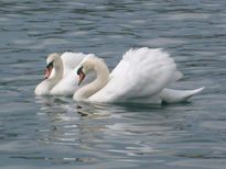 Cisne lago zurich