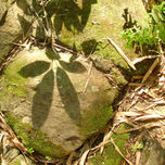 naturaleza thumbnail 1