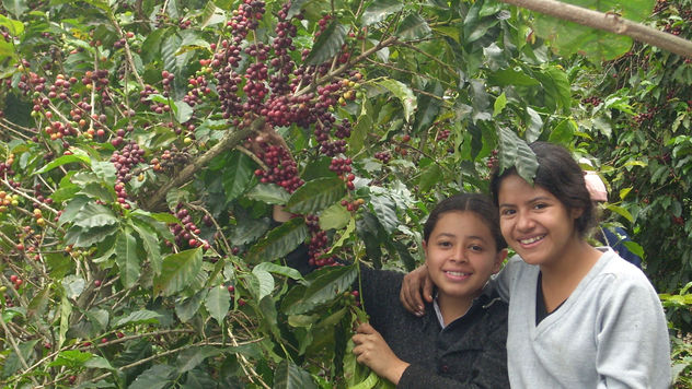 corta de café, Líli y Reynita.