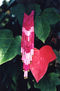 naturaleza