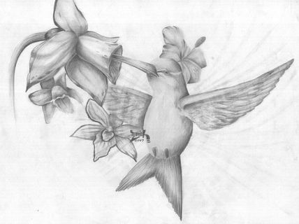 Beija -flor 2007