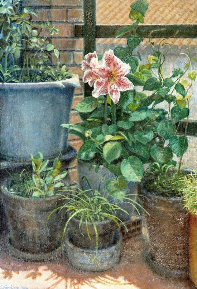 Flores en la terraza de mis padres
