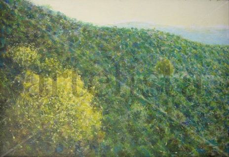 Mimosas en Sierra...