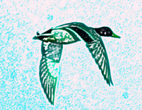 Pato Salvaje