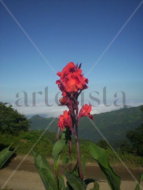Flor
