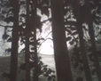soledad en el bosque sin ti