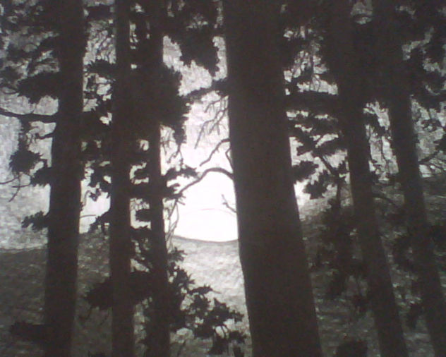 soledad en el bosque sin ti