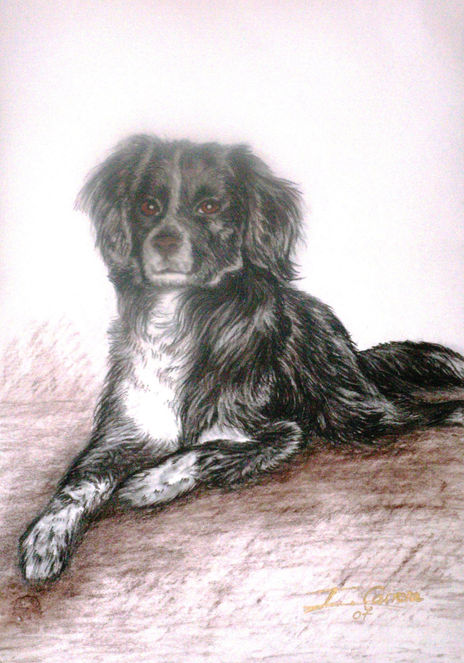 Perro de Marta