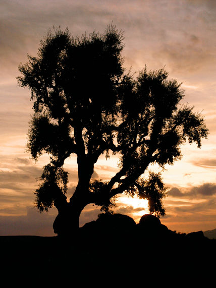 Arbol