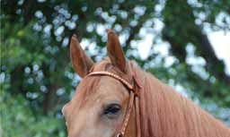 CABALLOS