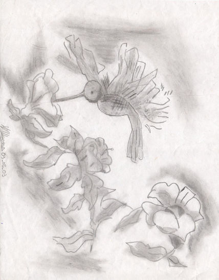 Colibrí