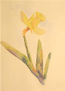 Narciso