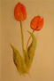 Tulipanes de Lola