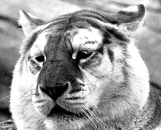 El Tigre Blanco Naturaleza Blanco y Negro (Digital)