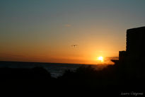 Pajaro al atardecer