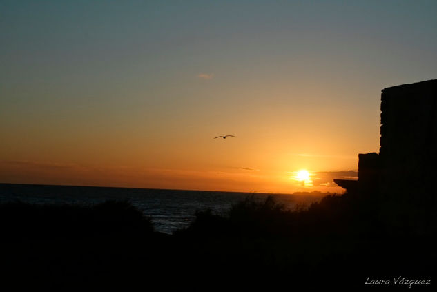 Pajaro al atardecer 