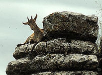 Cabra montes