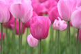 TULIPANES